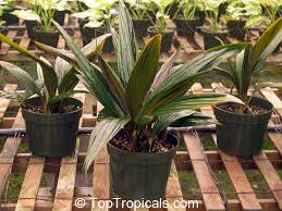 Image result for Molineria