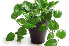 Piante da appartamento con fiori. Piante Da Appartamento Fanno Bene All Umore E Alla Salute Mio Green