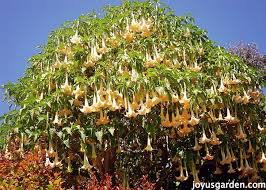 Image result for Brugmansia