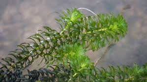 Image result for Hydrilla