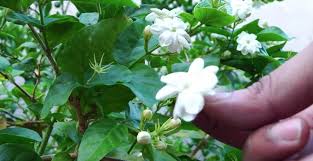 How To Grow Star Jasmine In Pots Video The Whoot Jasmine Plant Indoor Plants Jasmine Plant