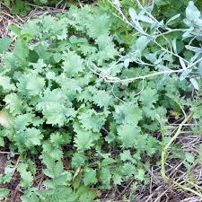 Our price $1.29 size 1 packet jumbo packet. Russian Kale My Take On Growing It Tending My Garden