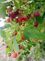 Check spelling or type a new query. The Heritage Raspberry Patch Growing Raspberries Raspberry Patch Berry Patch