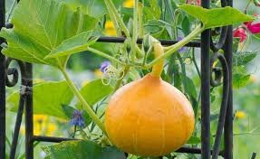 Wir zeigen ihnen hier mit 10 praktischen tipps, wie sie kürbisse ganz einfach und günstig im eigenen garten anbauen können. Klettergemuse Grosse Ertrage Auf Kleinem Raum Kurbis Pflanzen Gemuse Hokkaido Pflanzen