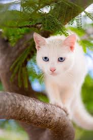 Pin By Joanna Whittle Sas Bilinska On Feeling Feline Pretty Cats Gorgeous Cats Cats And Kittens
