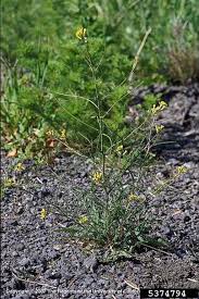 Image result for Sisymbrium orientale
