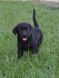 Great news!!!you're in the right place for female if you're still in two minds about female labrador and are thinking about choosing a similar product. Female Black Lab Pup For Sale Lab Puppies Dog Friends Black Lab Puppies