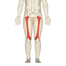 In fact, it may be the most fantastic machine on different types of cells in the human body are specialized for specific jobs. Femur Wikipedia