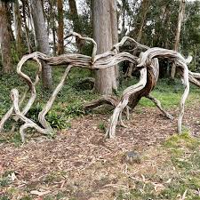 Image result for Leptospermum laevigatum