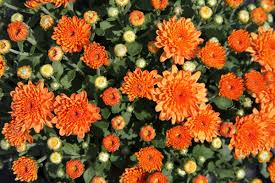 200+ trees and shrubs · free shipping over $75 10 Perennials For Late Summer And Fall Color Costa Farms