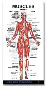 This anatomy chart is a. Muscle Chart Front And Back Baran