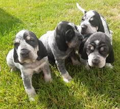 Image result for malý modrý gaskoňský honič