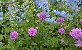 Image result for Dahlia sp. (cultivar)