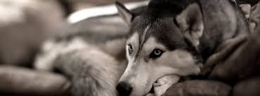 Cabinet Veterinar Non Stop 7 Photos Veterinarian Drumul Ghindarilor Nr 65 Sector 5 052837 Bucharest Romania