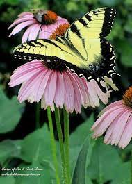 Check spelling or type a new query. Swallowtail Nectar Plants Add These To Attract Swallowtails