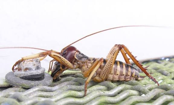 Weta insect
