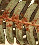 Image result for Cyathea mossambicensis