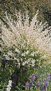 Top quality salix hakuro nishiki delivered direct to your door from our award winning nursery. Salix Integra Hakuro Nishiki Flamingo Willow Tree Buy Uk