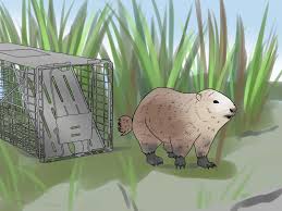Although groundhog is their official name groundhogs are rodents and they're pretty common throughout the northeastern and central parts of the united states as well as parts of canada. How To Trap A Groundhog 12 Steps With Pictures Wikihow