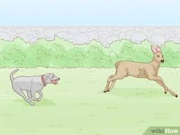 Another option for keeping deer out of your garden without a fence is irish spring soap. 3 Ways To Keep Deer Out Of Your Yard Wikihow