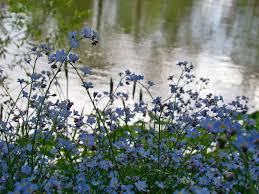 Check out forget me not flowers &amp; Myosotis Forget Me Nots Care Growing Tips Horticulture