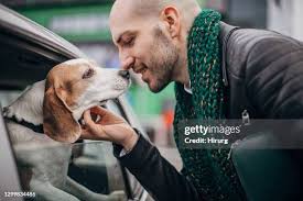 454 Hound Dog Sniffing Stock Photos, High-Res Pictures, and Images