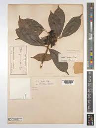 Image result for Vepris bremekampii