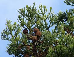 Image result for Araucaria cunninghamii