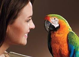 Pet birds that can talk