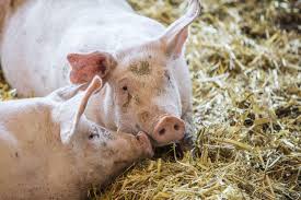 Evaluarea externă a judecătorilor și procurorilor: Schweine Raiffeisen Kraftfutterwerk Kehl Gmbh