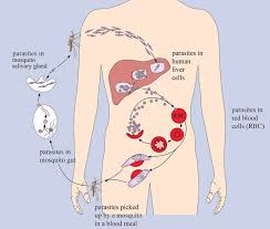This disease results from anopheles mosquitoes that are infected by plasmodium. Olcreate Heat Cd Et 1 0 Communicable Diseases Module 5 Malaria Epidemiology And Transmission Figure 5 5 Life Cycle Of The Malaria Parasite Adapted From The Open University 2003 Infectious Disease Book 5 Evolving Infections Figure 3 4
