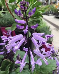 Maybe you would like to learn more about one of these? Plectranthus Velvet Elvis Velvet Elvis Indoor Plants Plants