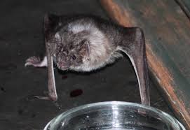 We did not find results for: Vampire Bat Wikiwand