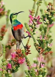 Garden Birds Of South Africa Western Cape Africa Geographic Birds Facebook South African Birds Bird Pictures Beautiful Birds