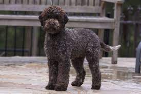 Akc national breed club member. Lagotto Romagnolo Club Of Nsw