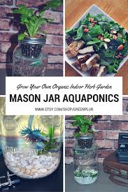 Pin On Daily Hydroponics Tips
