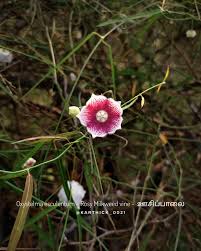 Image result for Pavonia burchellii