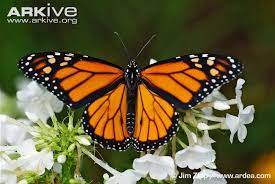 Pin En Mariposas Monarcas