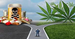 Image result for legal cannabis