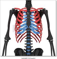 In vertebrate anatomy, ribs (latin: Free Art Print Of 3d Illustration Of Human Body Ribs Cage Anatomy The Rib Cage Is An Arrangement Of Bones In The Thorax Of All Vertebrates Except The Lamprey And The Frog