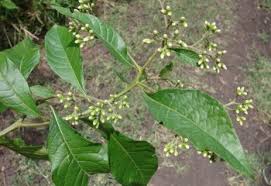 Image result for Vernonia thomsoniana