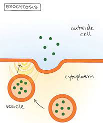 Bulk Transport Article Khan Academy Khan Academy Biology Units Biology College