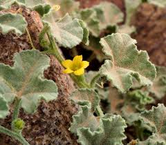 Image result for Cucumis prophetarum