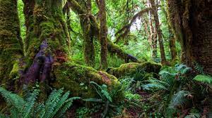We have now placed twitpic in an archived state. Rainy Forest Wallpapers Top Free Rainy Forest Backgrounds Wallpaperaccess