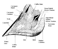 Image result for hoof disease chart for cow