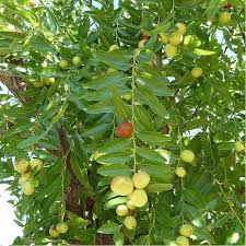 Image result for Ziziphus