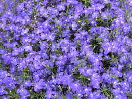 Get deals with coupon and discount code! Annuals And Annual Flowers At Tagawa Gardens Nursery Garden Center