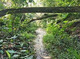 Download its gps track and follow the route on a map. Jungle Hiking In Kuala Lumpur Bukit Kiara Trail Guide Travel Mermaid