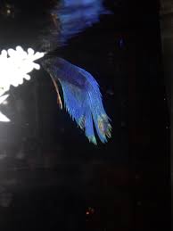 My Bettas Fin Is Turning Brown And Green My Aquarium Club
