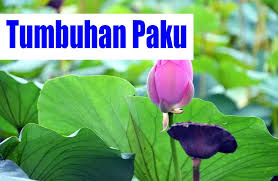 Tumbuhan paku (fern) atau pteridophyta (yunani, pteron = bulu, phyton = tumbuhan) merupakan kelompok plantae yang tubuhnya sudah berbentuk kormus atau sudah memiliki bagaian akar, batang, dan daun sejati. Pengertian Tumbuhan Paku Ciri Struktur Jenis Dan Contohnya Guru Sains